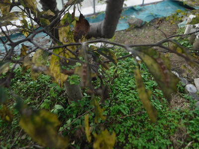 越冬の準備を始めています。