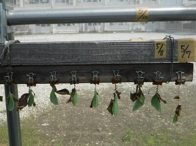 7頭の蛹（サナギ）を見つけて頂きました。（この写真は5/13（火）に撮影）